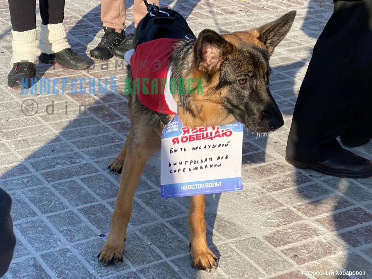 Участники новогоднего забега в Хабаровске обещали выучить языки, быть послушными и съездить в Африку